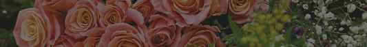 Girasol, una flor que admira al amor
