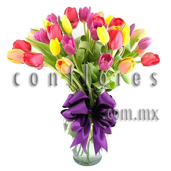 Florer’a Roma Tulipanes Alegr’a y Color