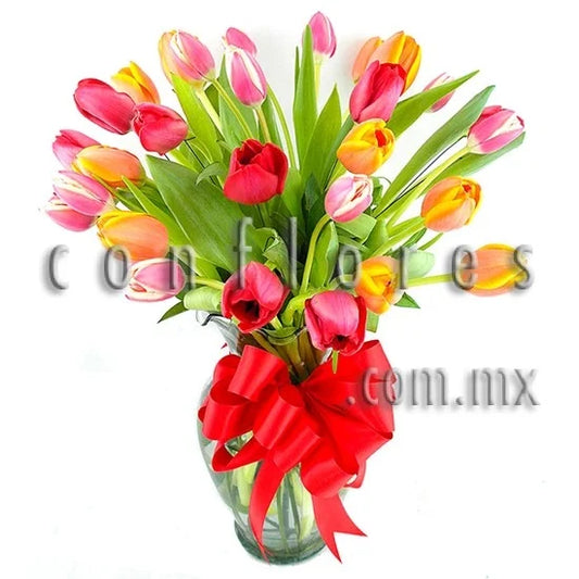 Tulipanes Rojos Lady Cherry