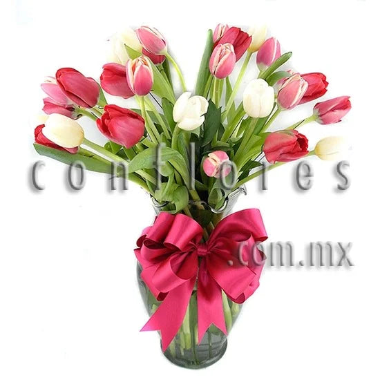 Regala Tulipanes Red Pink White