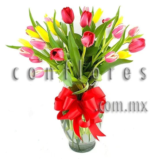 Regala Flores Tulipanes Sentimiento